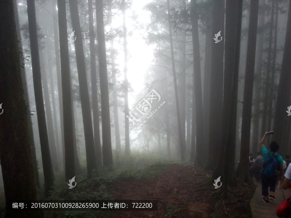 晨光,叢林,素材,風景,森林