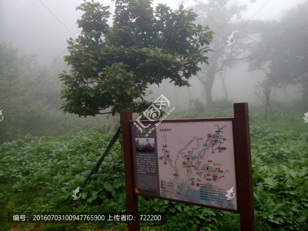 晨光,叢林,素材,風(fēng)景,森林