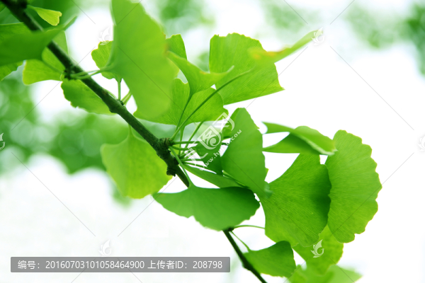 綠樹葉