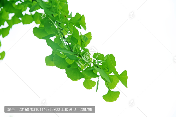 春天的樹葉