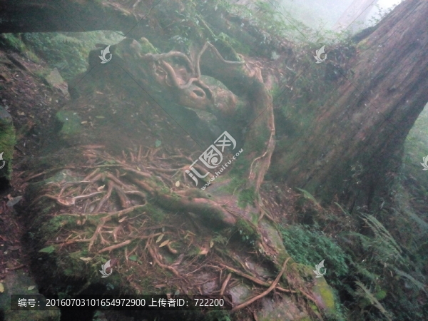 樹(shù)根,霧
