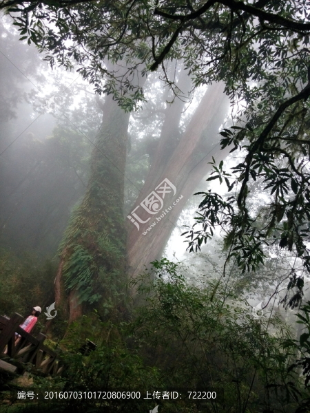 森林,樹木,綠林