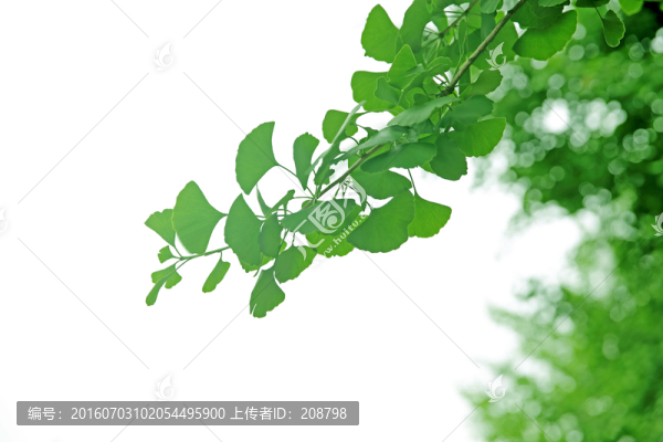 春天銀杏葉