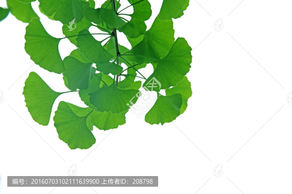 綠葉