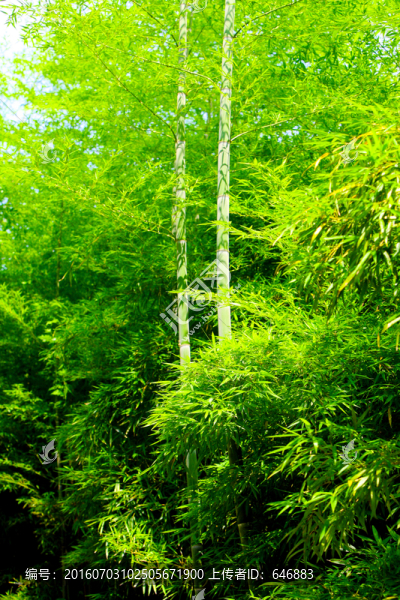 竹林