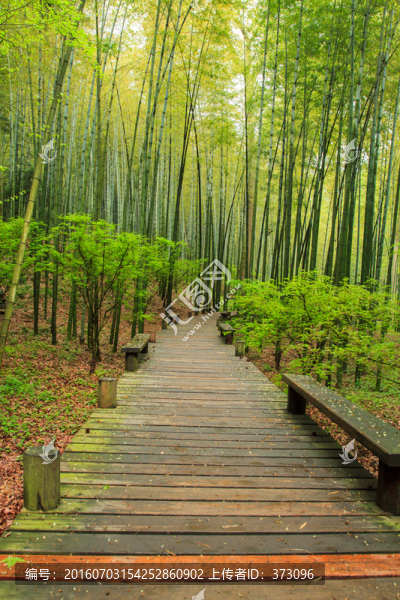 竹林棧道