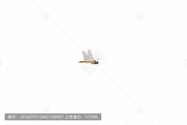 蜻蜓素材