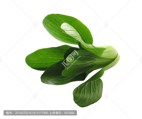 瓢兒菜