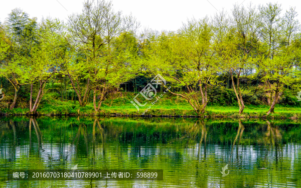 春天綠樹河流