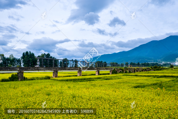 大理蒼山金色稻田