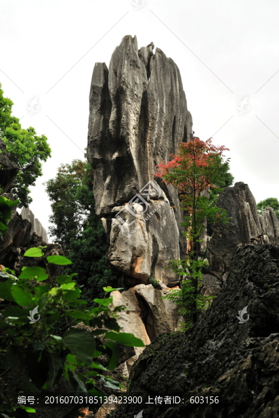 云南,石林