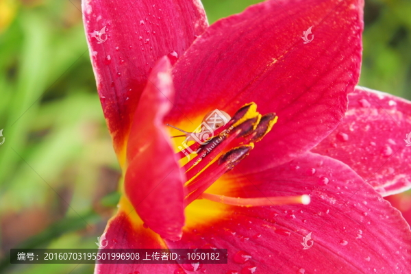 百合里的小蝸牛