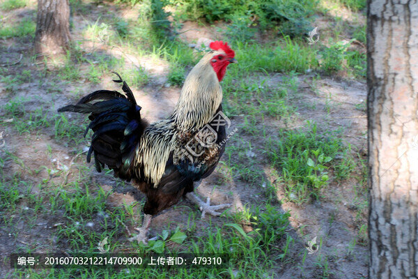 雞,土雞,本地雞,草原雞,散養(yǎng)