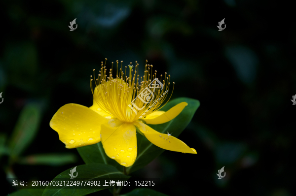 金絲桃