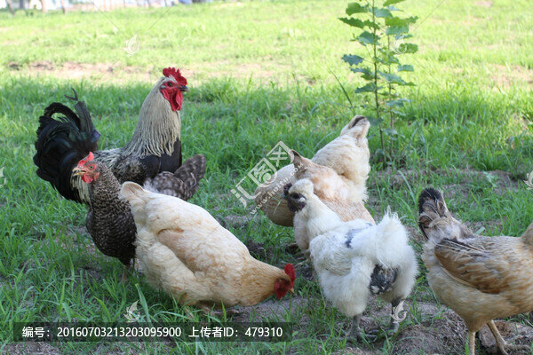 雞,土雞,本地雞,草原雞,散養(yǎng)