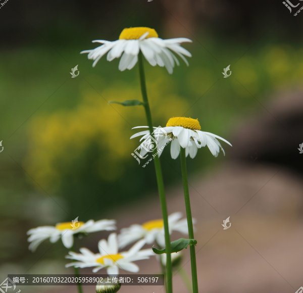 野菊
