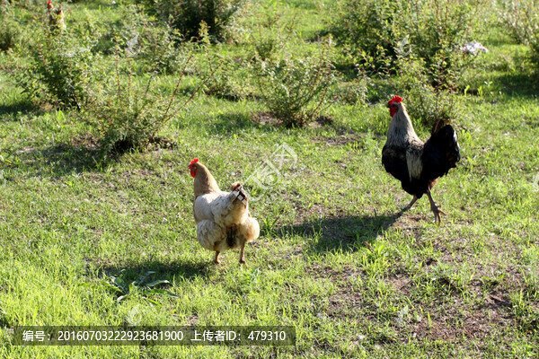 雞,土雞,本地雞,草原雞,散養(yǎng)
