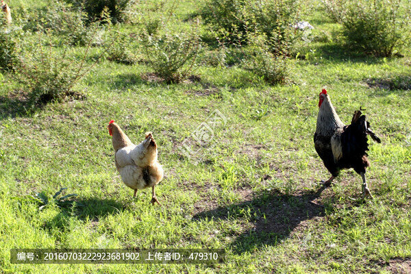 雞,土雞,本地雞,草原雞,散養(yǎng)