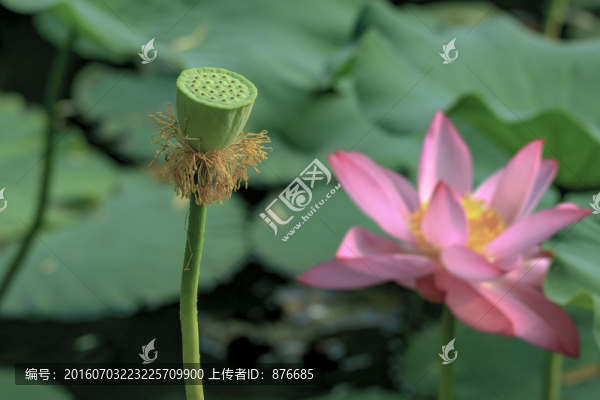 荷花