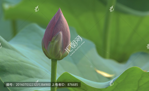 待放花苞