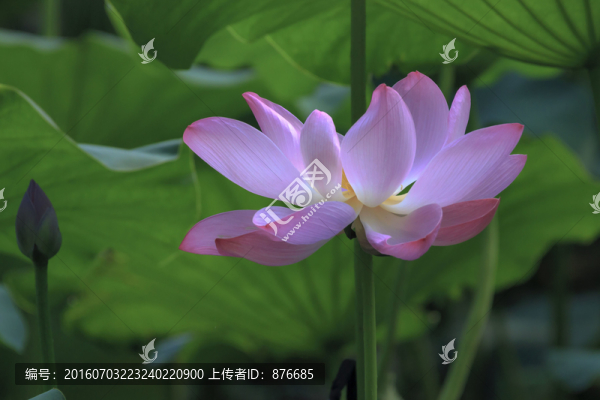 荷花2