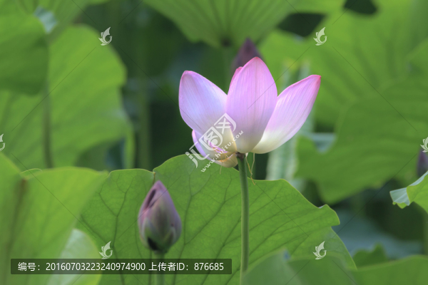 荷花3