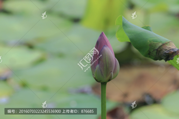 荷花和荷葉