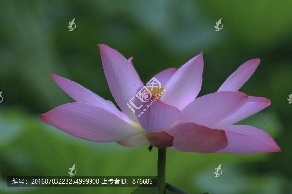 荷花3