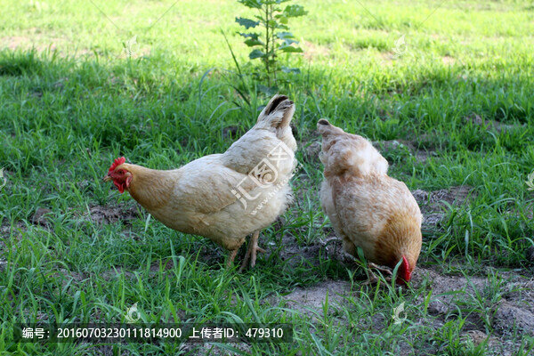 雞,土雞,本地雞,草原雞,散養(yǎng)