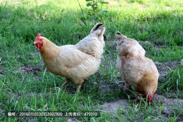 雞,土雞,本地雞,草原雞,散養(yǎng)