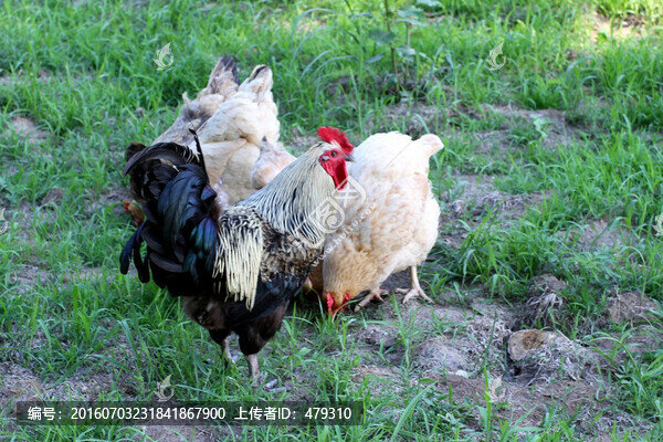 雞,土雞,本地雞,草原雞,散養(yǎng)