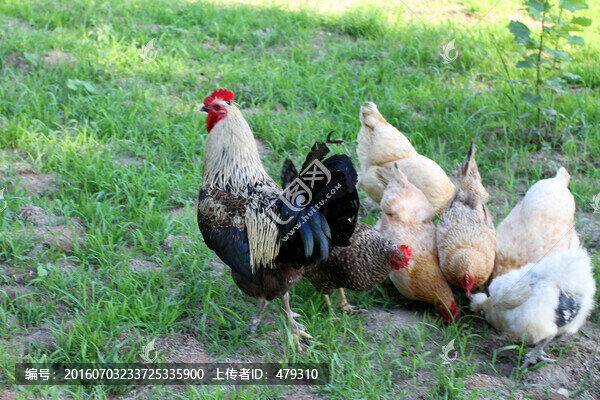 雞,土雞,本地雞,草原雞,散養(yǎng)