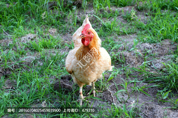 雞,土雞,本地雞,草原雞,散養(yǎng)