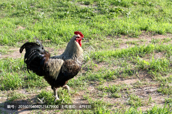 雞,土雞,本地雞,草原雞,散養(yǎng)