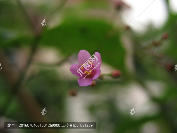 小花