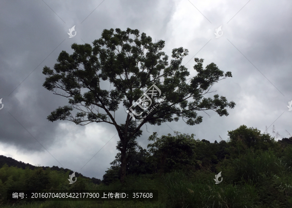 龍爪果,雞爪樹