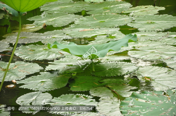 荷花睡蓮
