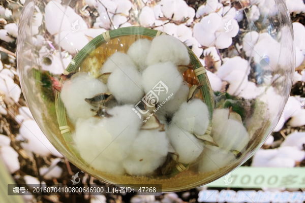 棉花