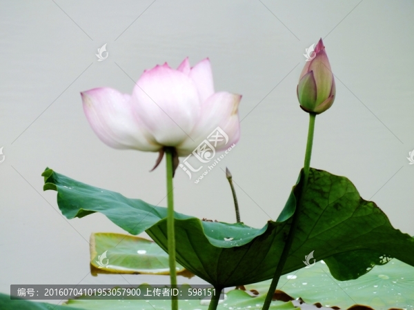 蓮花