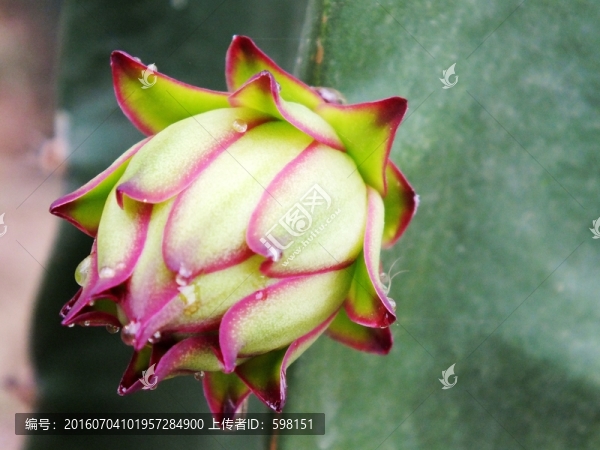 火龍果花蕾