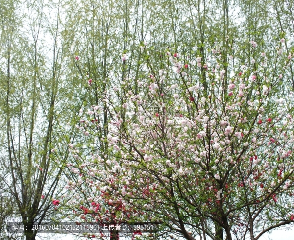 桃花