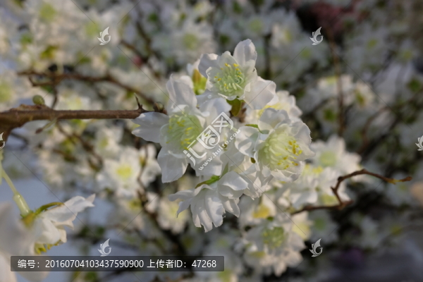 仿真花,干花