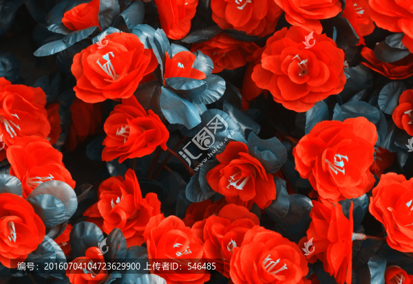 玫瑰花