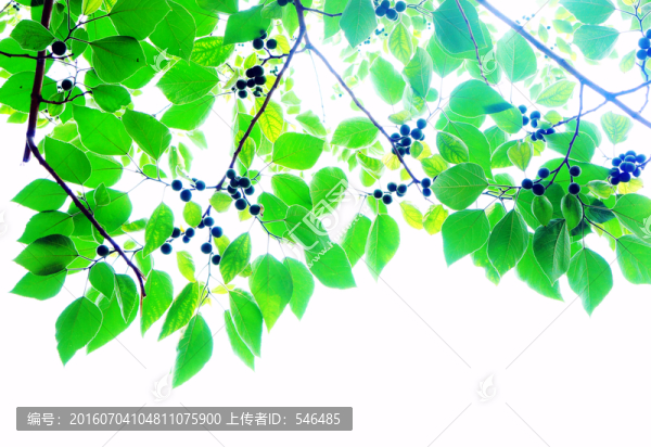 綠葉,楮樹