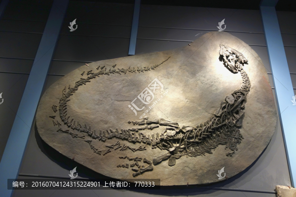 恐龍化石,短吻貧齒龍