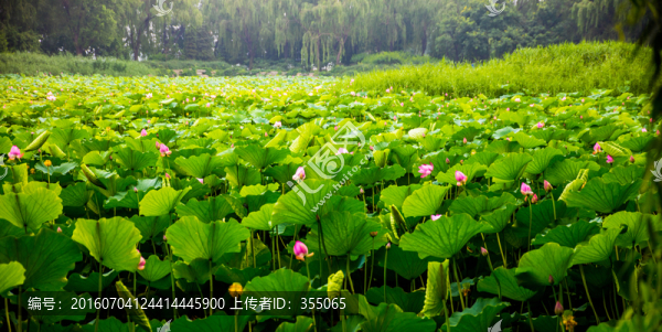 荷花