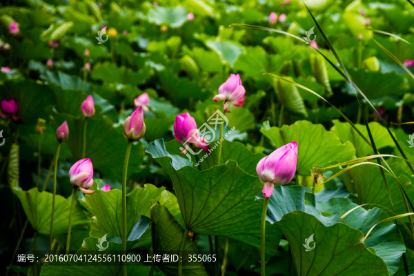 荷花