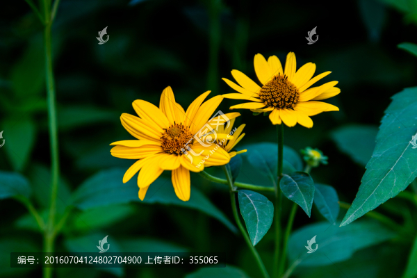 金盞菊