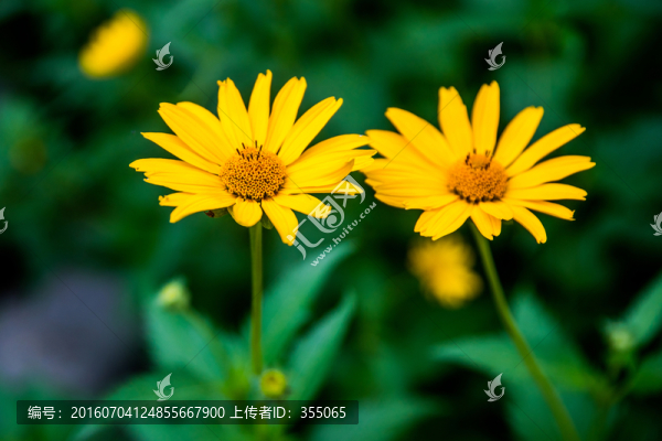 金盞菊