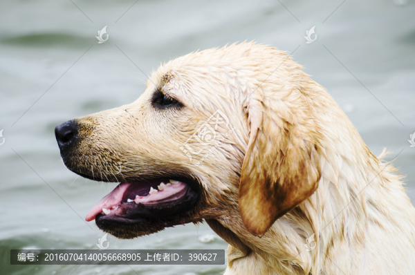拉布拉多犬,尋回獵犬